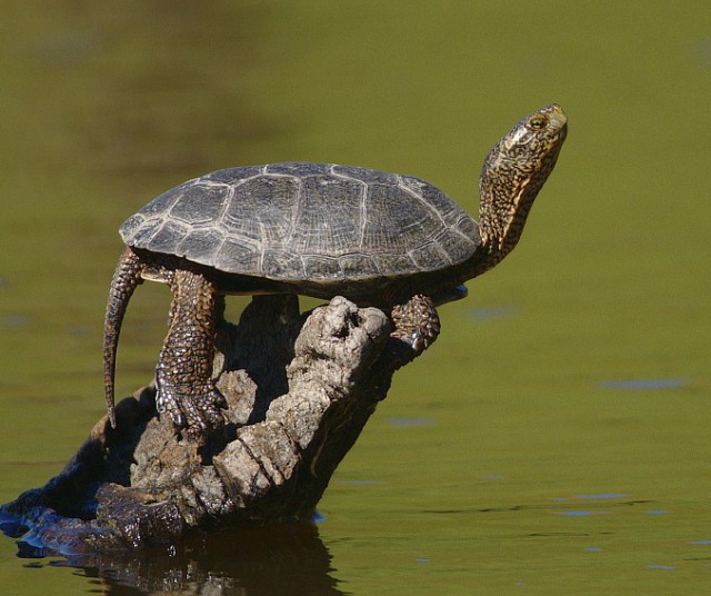 Testuggine palustre marmorizzata Actinemys marmorata misteriosa malattia carapace